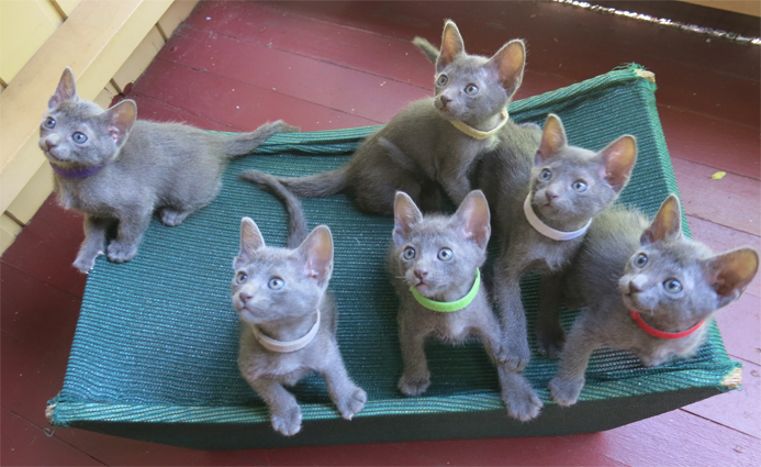 Kittens at 6 weeks